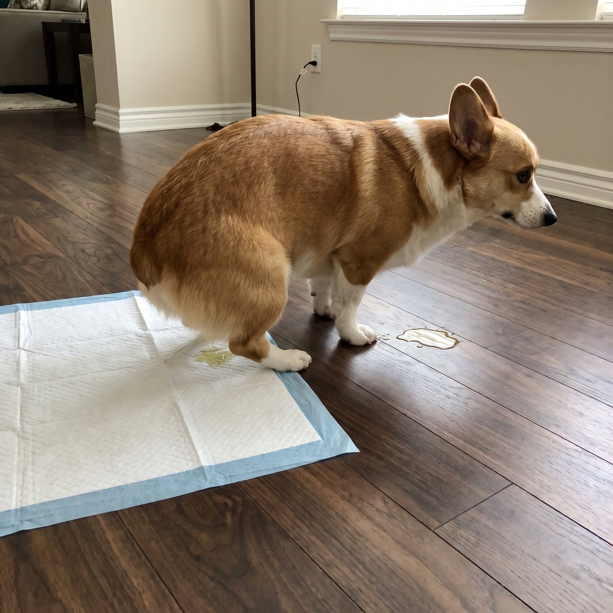 Corgi walking to the Milo Pad on its own