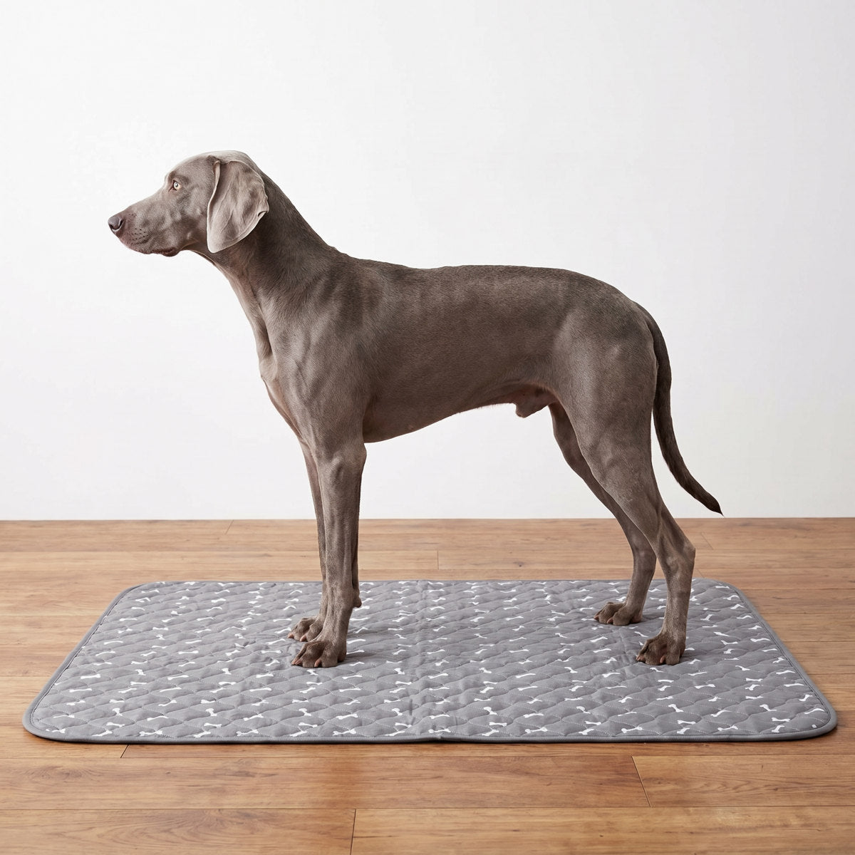 Weimaraner standing on the Milo Pad washable dog pee pad