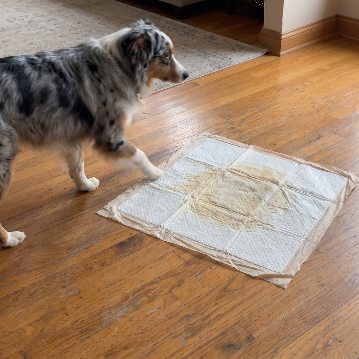 Dog on the Milo Pad washable pee pad
